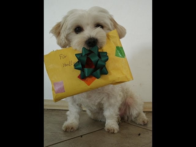 Geburtstag Bilder Lustig Hunde / Lustig Jack Russell Hund Spass Und