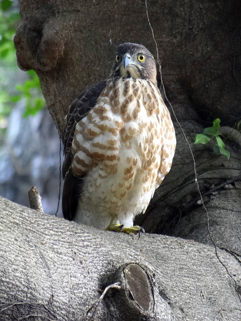 鳳頭蒼鷹/無限台南