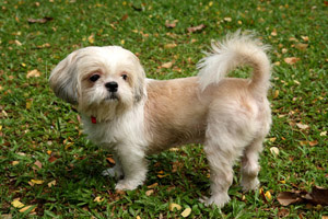23 Cavalier King Charles Spaniel Cross Maltese L2sanpiero