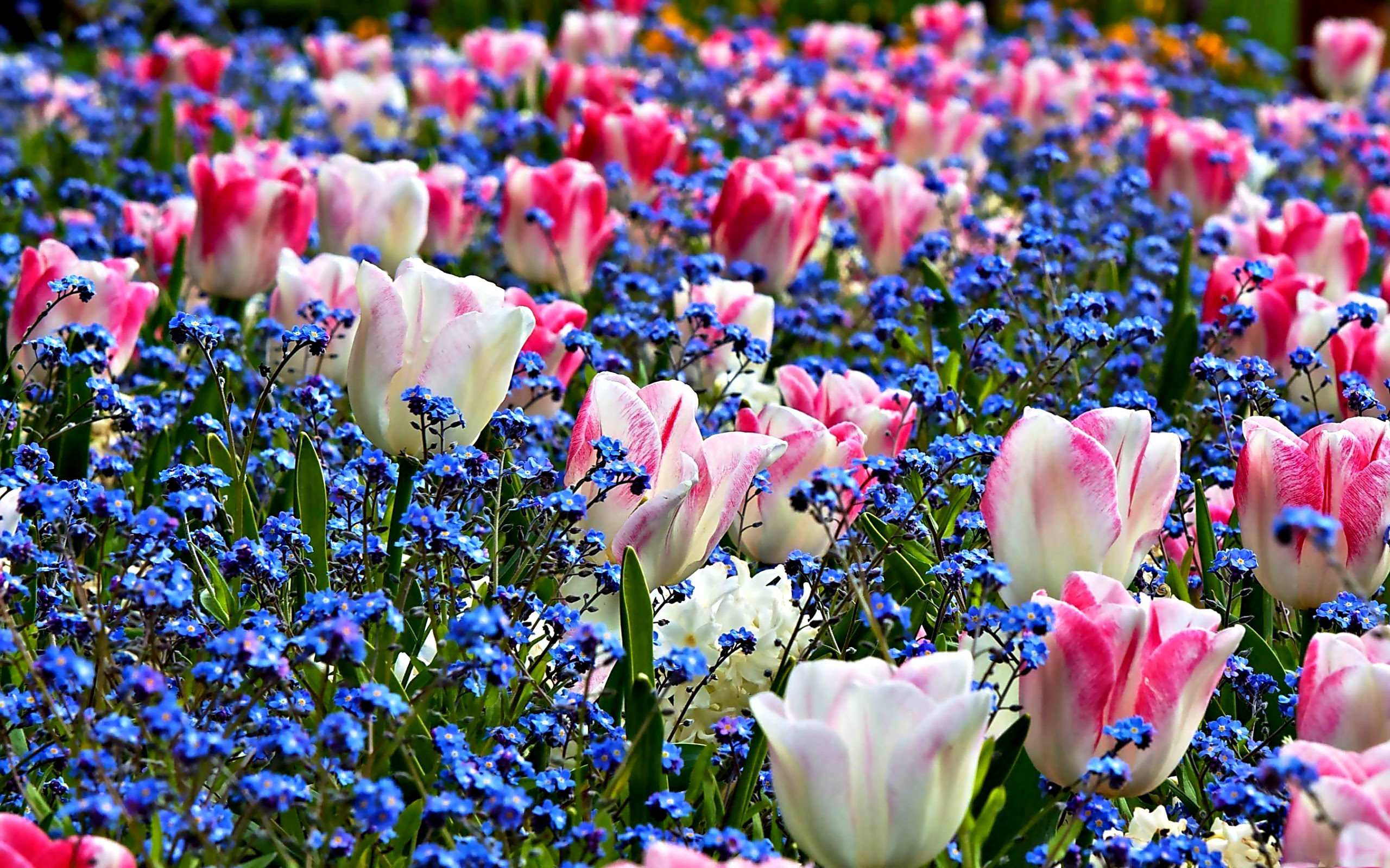 Featured image of post Free Screensavers Spring Flowers