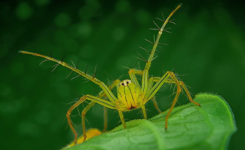 Eye of the Spider: Hypnotizing Macro Photos of Exotic Spiders Staring Directly into Your Mind Eye of the Spider: Hypnotizing Macro Photos of Exotic Spiders Staring Directly into Your Mind spiders macro