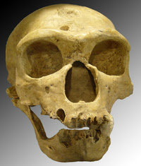 A Neanderthal skull discovered in 1908 at La Chapelle-aux-Saints, France.