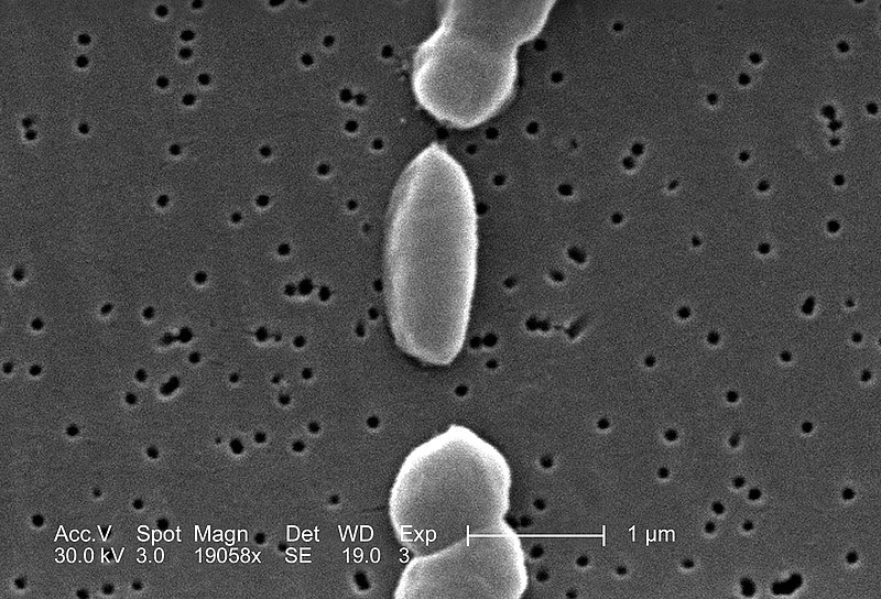 Bakteri Yang Menginfeksi Hewan Laut Tts Terbaru