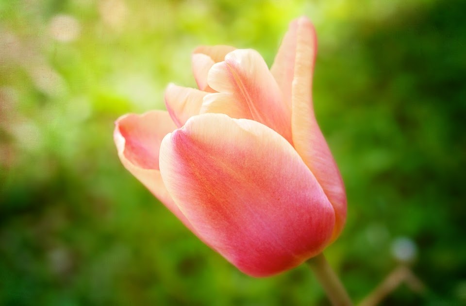 Menakjubkan 26 Gambar Bunga  Lily Kuncup  Gambar Bunga  Indah