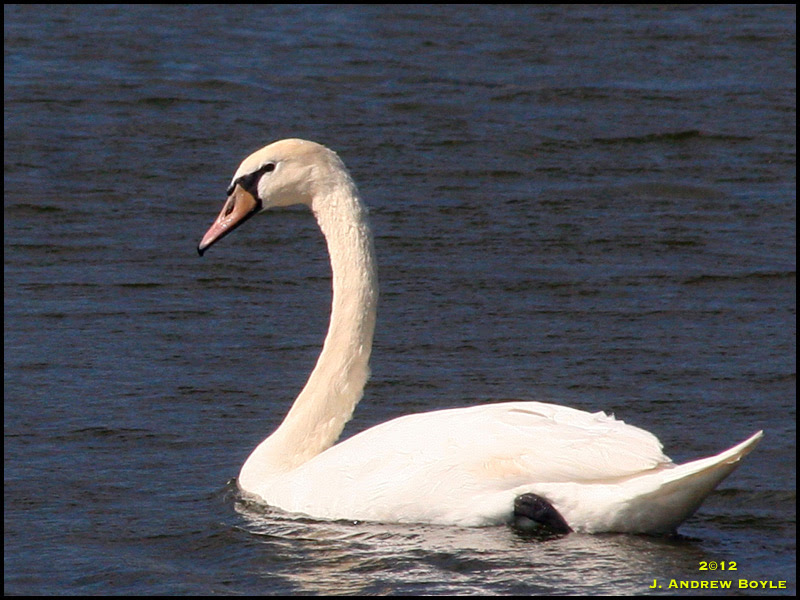 Mute Swan Mute Swan