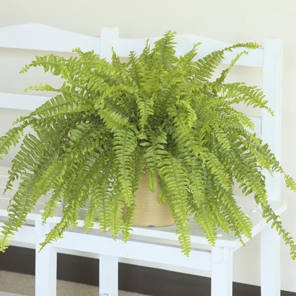 How To Care For A Boston Fern Fern Care 101 14 Species