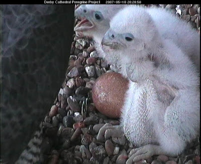 Close-up of 8-day old chicks during a feed on 17th May. Click image to enlarge