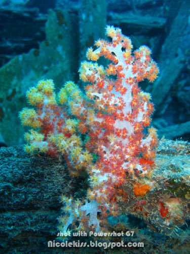 coral in tioman
