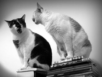 cats talking