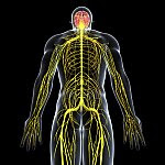 Illustration of the body’s nervous system.