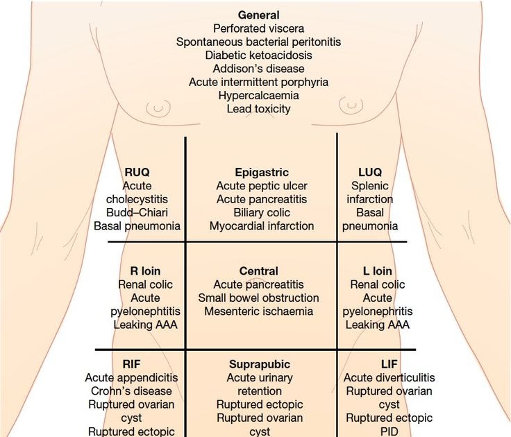 Stomach Anatomy Quadrants