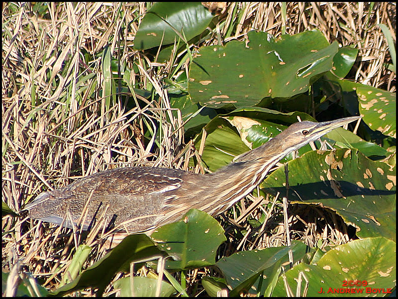American Bittern