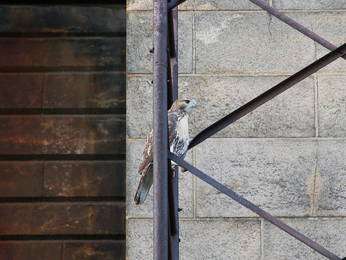 Red-Tail and Scaffolding