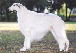天羽 時貞 犬 トップ 画像