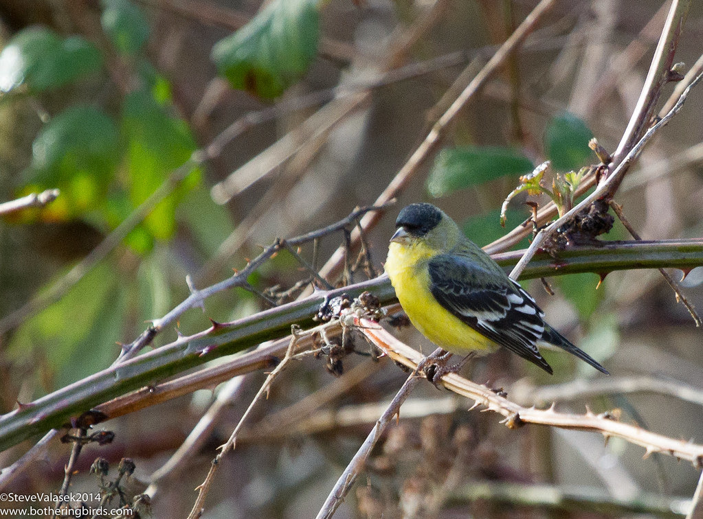 Lesser Goldfinch