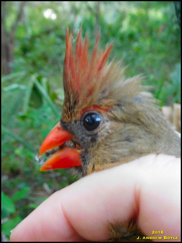 Northern Cardinal Northern Cardinal