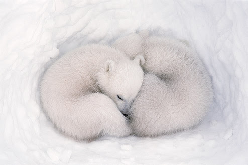 Jenny Ross |Polar bear cubs are born inside a snow den, and are tiny and helpless at birth. They remain sealed in the den with their mother for about three months, nursing and growing until they are strong enough to venture outside and accompany their mother when she resumes traveling and hunting on the sea ice.