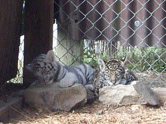 Cubs_101410l