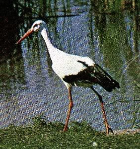 Pg4-5, White Stork