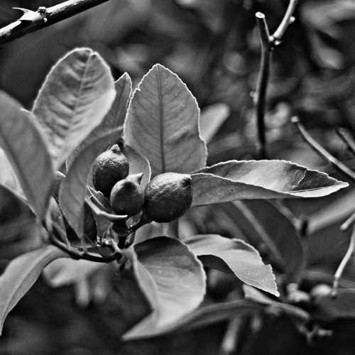 new lemons© by haalo