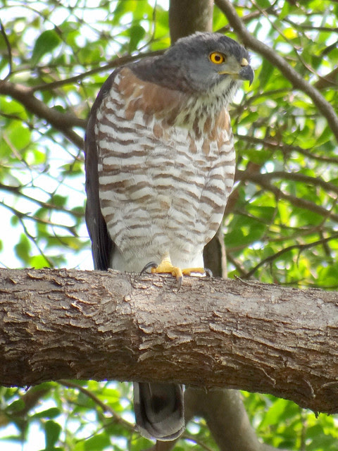 鳳頭蒼鷹/無限台南