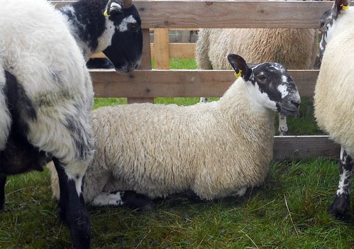 Lamb