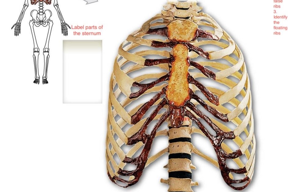 Diagram Rib Cage With Organs Human Ribcage And Internal Organs