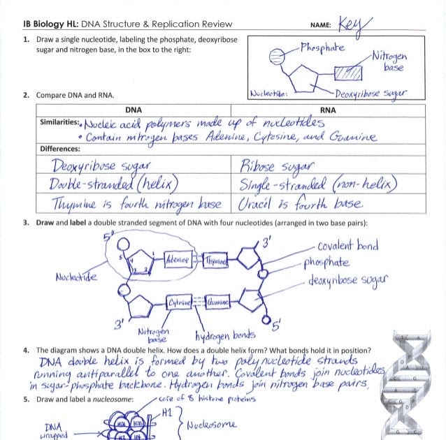 dna-structure-and-replication-worksheet-key-modeling-dna-structure-and-dna-replication