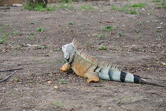 12 Tayrona_0281