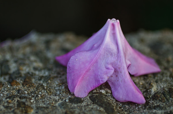 petals, on the ground