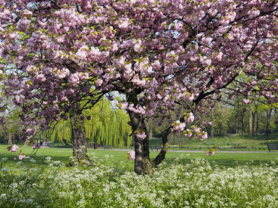 Cherry Tree, in Blossom, cherry tree blossom. Cherry Tree, in Blossom,