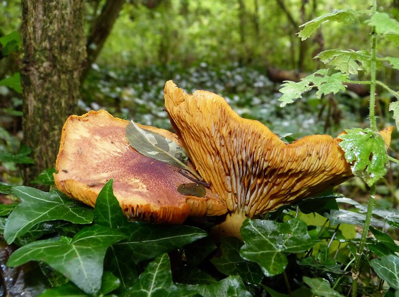 28969 - Yellow Knight (Tricholoma equestre)