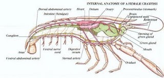 marine bio: Crayfish- Virtual Dissection
