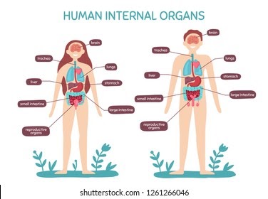 Photos Female Human Body Parts : Male Female Internal Organs Images
