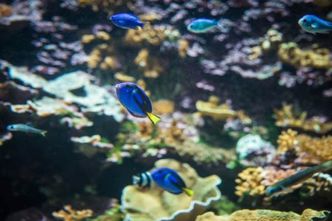 things to do in townsville