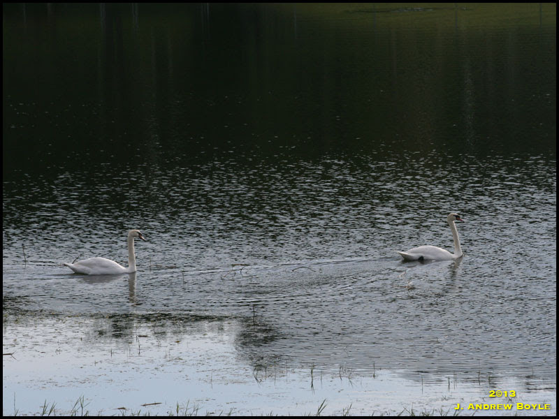 Mute Swan Mute Swan