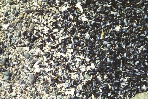 so many shells