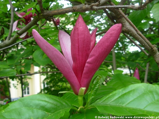 magnolia purpurowa magnolia purpurowa