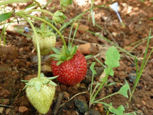 fresas blancas y rojas