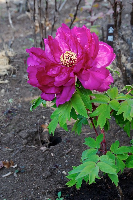 Peony