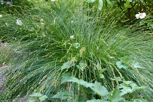 carex divulsa
