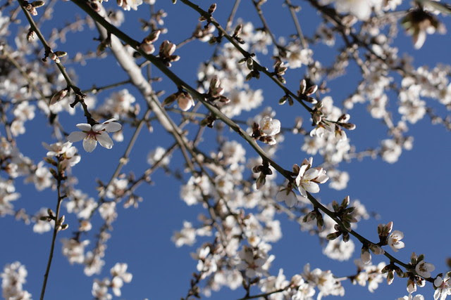 almond in bloom