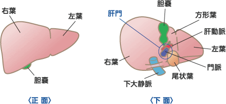 ベスト臓器 位置 イラスト ディズニー帝国