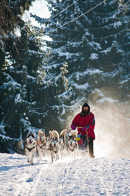 Dogs with musher