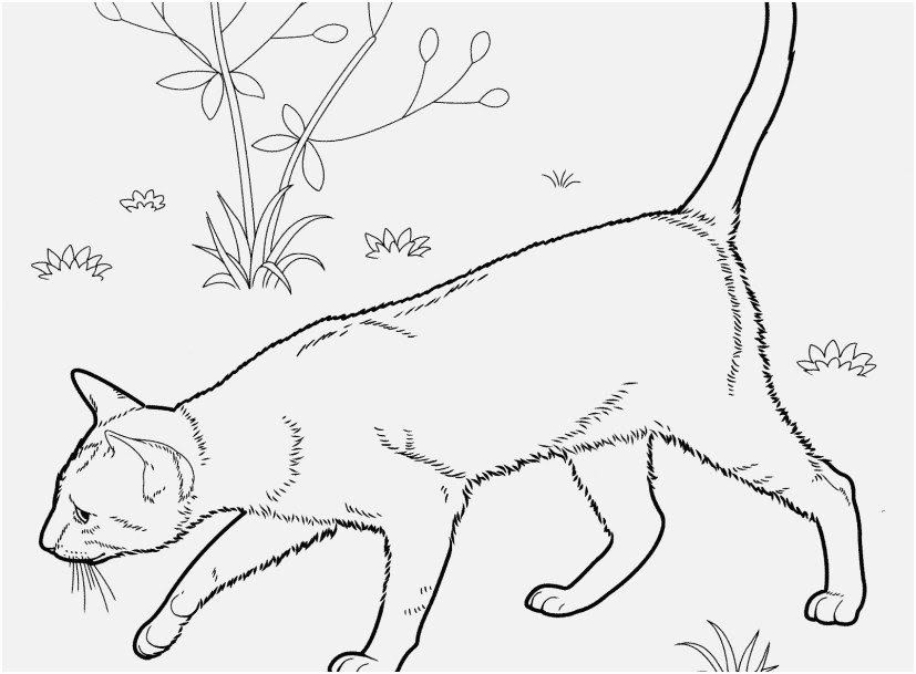 909 Simple Siamese Cat Coloring Page with Animal character