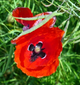 Red poppy