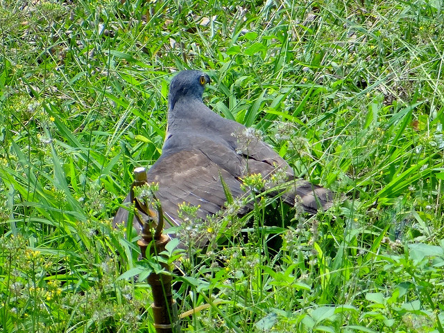 鳳頭蒼鷹/無限台南