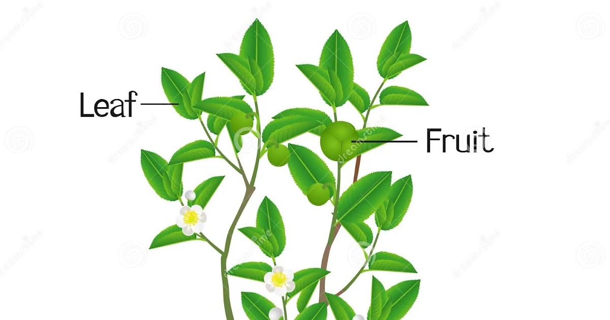 plant-anatomy-worksheets-plant-structure-and-function-4th-grade