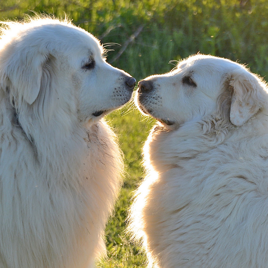 白い犬 もふもふ 犬種 白い犬 もふもふ 犬種 Kowesijisaejp