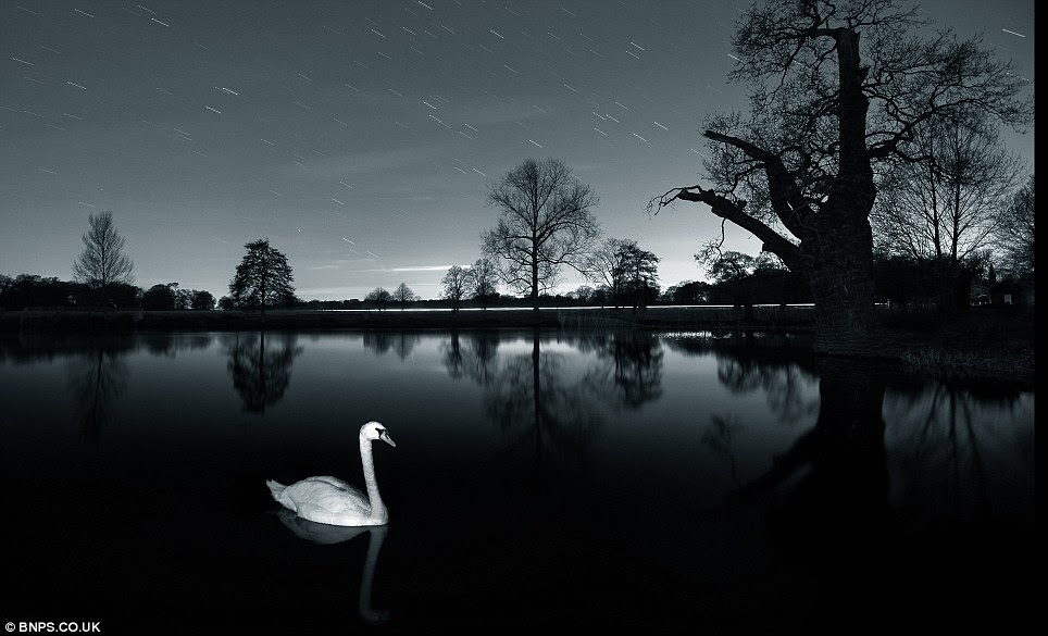 Swan after dark: Photographed by Alex Saberi